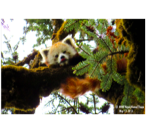 Red Panda
