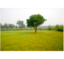Tree Nepal